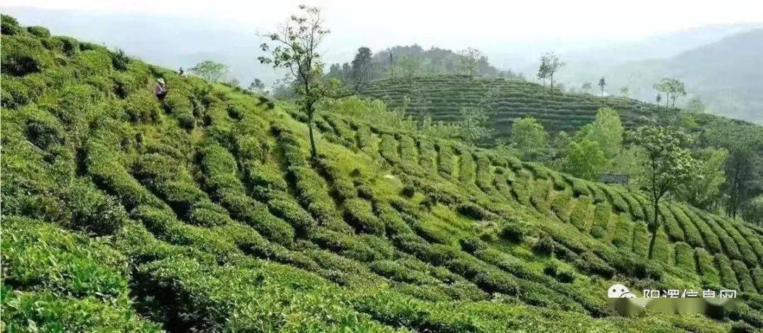 企业|武汉新洲也有茶产业？旧街白茶销售收入2000多万元