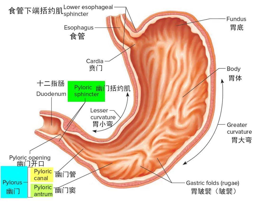 胃的解剖及其组织学_幽门_黏膜_贲门