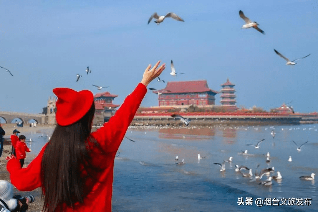 海鸥|海鸥、大海，来一场浪漫的邂逅吧！一起走进仙境蓬莱贺年会——滨海鸥遇蓝色游?