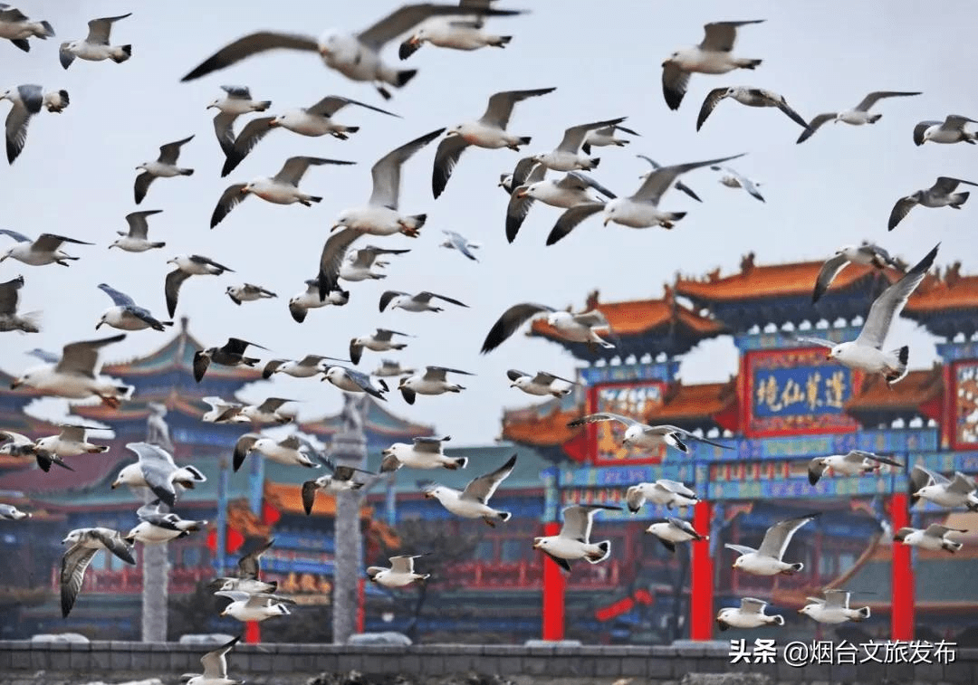 海鸥|海鸥、大海，来一场浪漫的邂逅吧！一起走进仙境蓬莱贺年会——滨海鸥遇蓝色游?