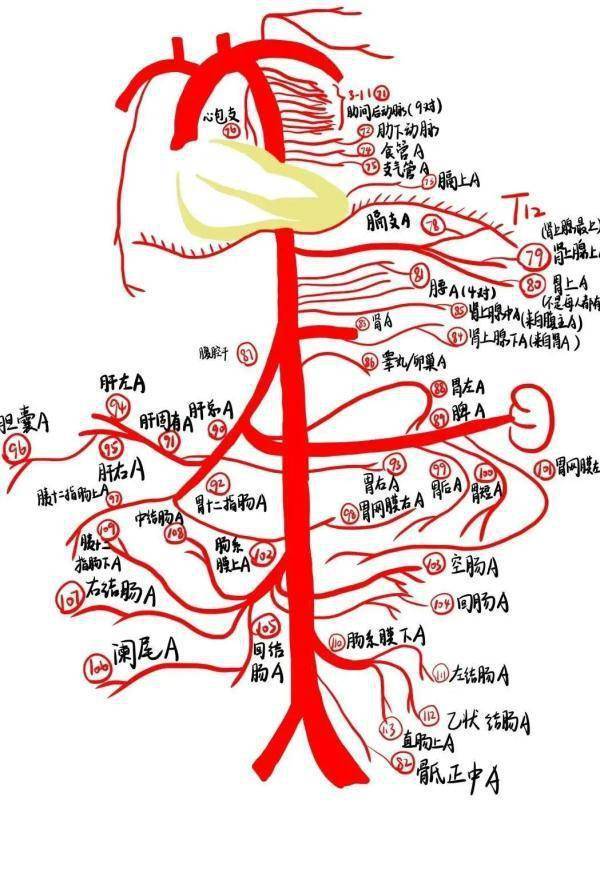 解剖图|绝了！浙江一大学老师手绘的人体解剖图如艺术品