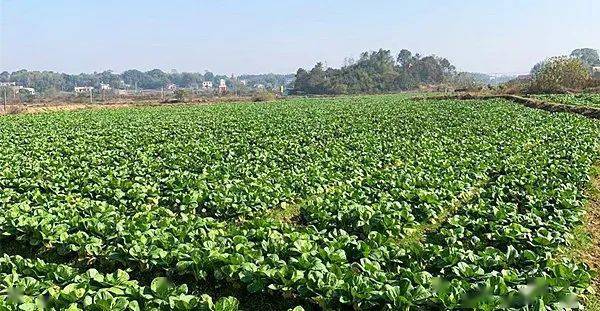 石潭镇特色种植业渐成气候