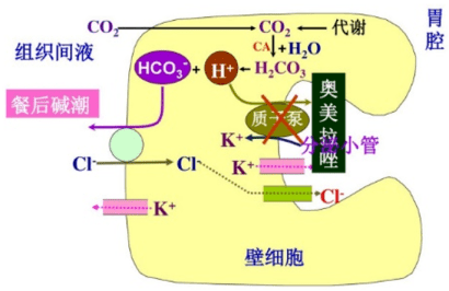 内脏胃液的分泌及其成分