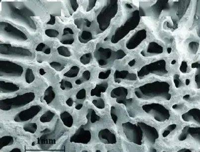 珊瑚虫分泌的钙质骨骼,沉积出一个相互联通的多孔结构,主要由以文石