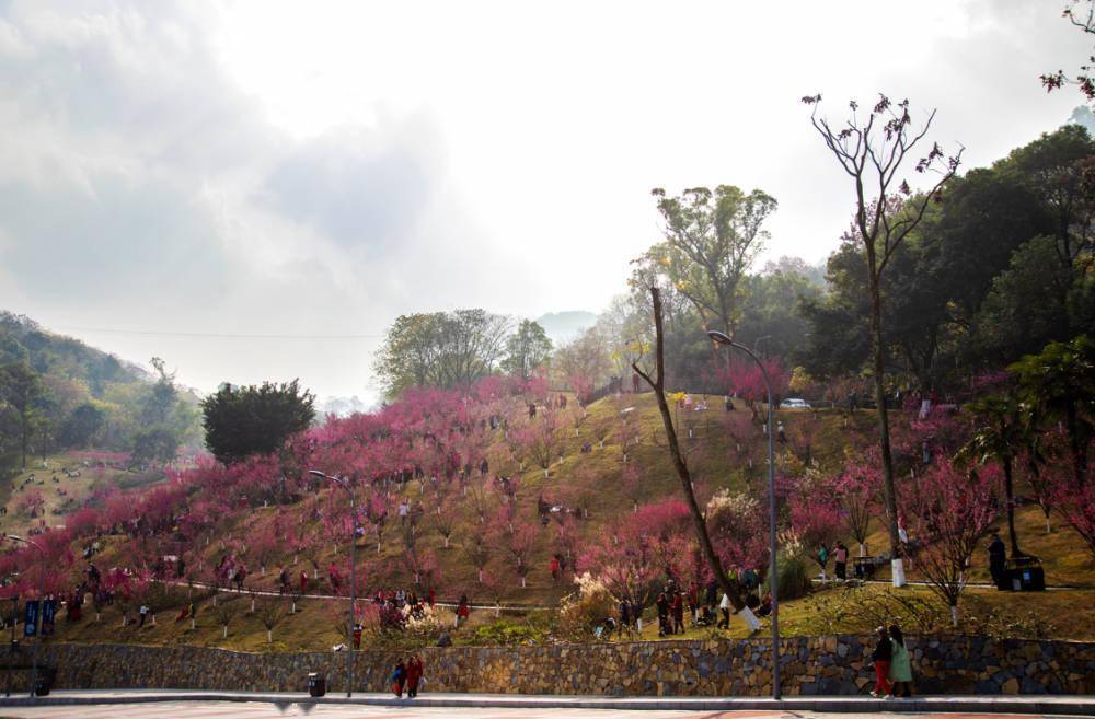 歌乐山红岩景区的红梅盛开了