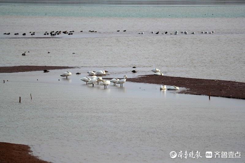 情报站|生态美如画！济南龙湖湿地变天鹅湖，翩翩起舞惹人醉！