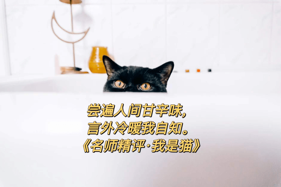 你与完全读懂 我是猫 之间 只差这样一本书 生活 夏目漱石 小说