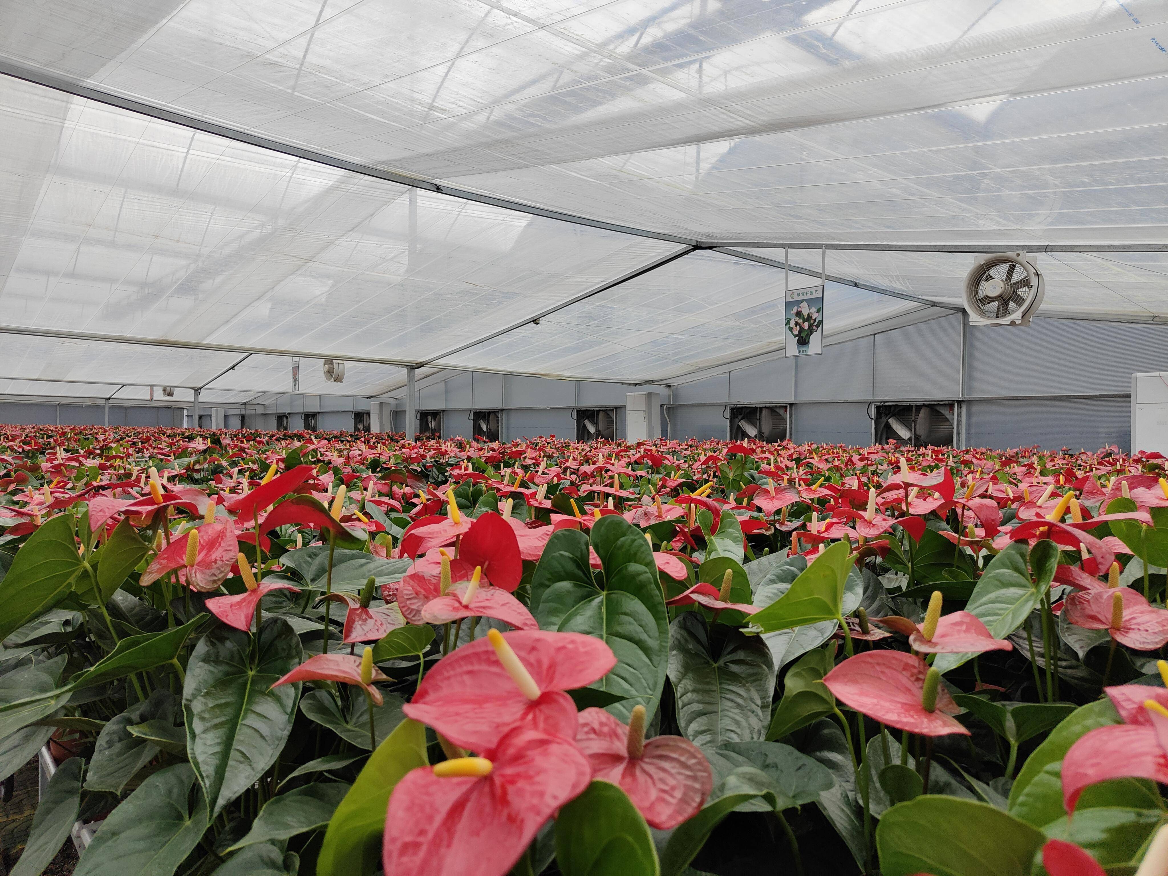 1月13日,南都記者走訪芳村花卉市場和從化多家花卉種植基地時,多位