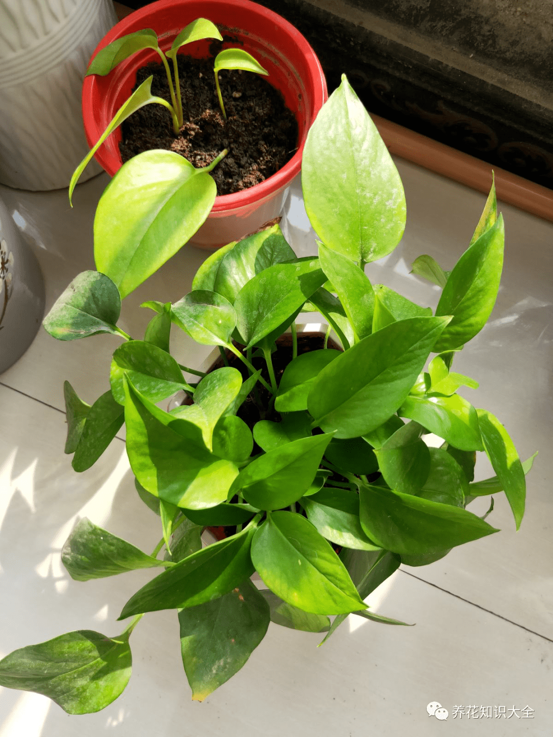 紫苏叶晒干还有香味吗 f22fc6e0039a484b82e81727e3a48923.png