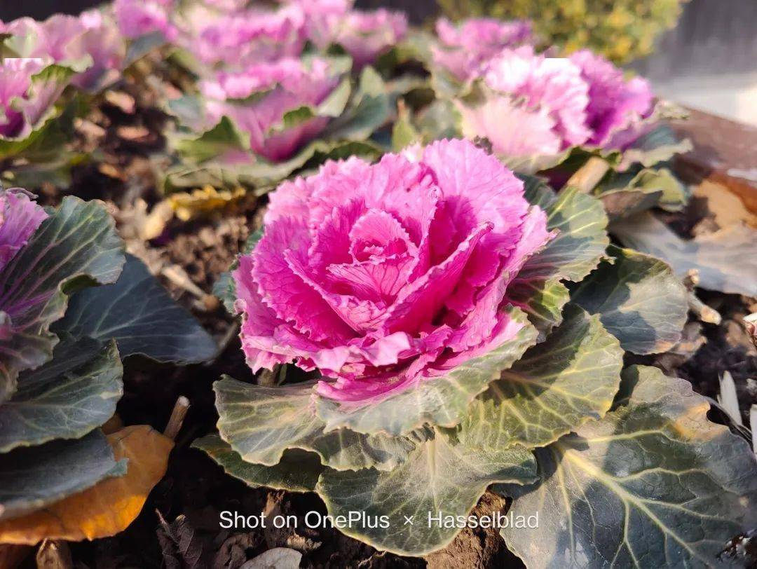 四款骁龙8系列手机拍照横评！各有各的离谱。。。