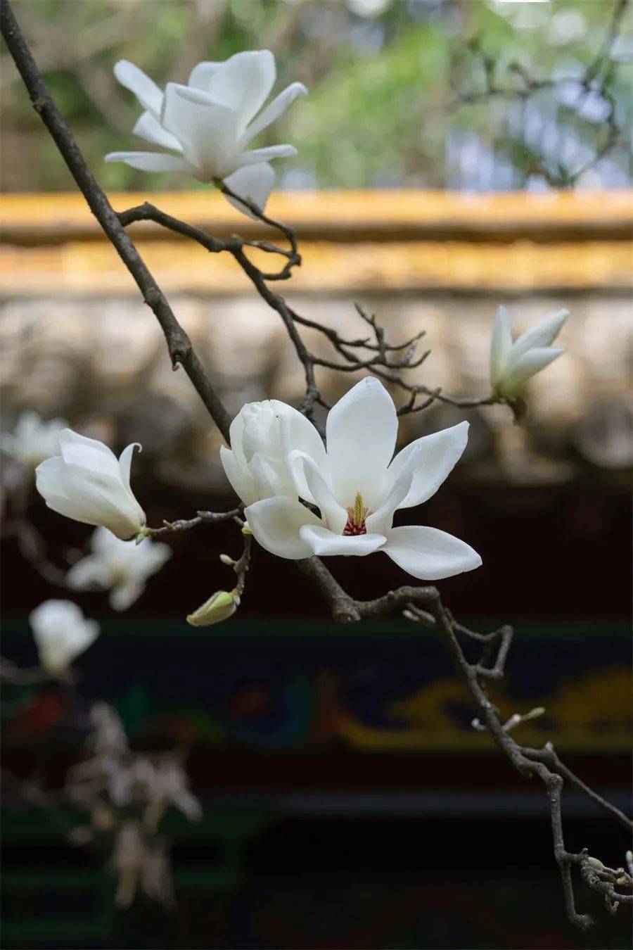 花朵|玉兰花开 白似灯盏 倾人倾城 | 昆明文旅动态