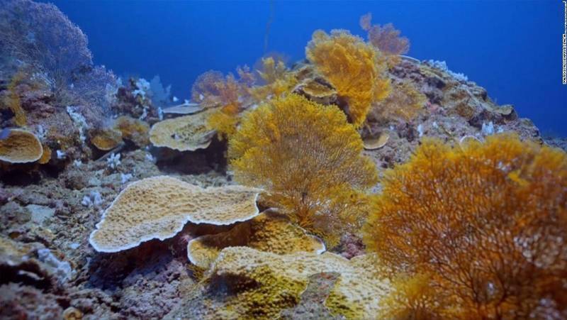 海底|南太平洋大溪地发现世界最大原始珊瑚礁，科学家惊叹难以置信