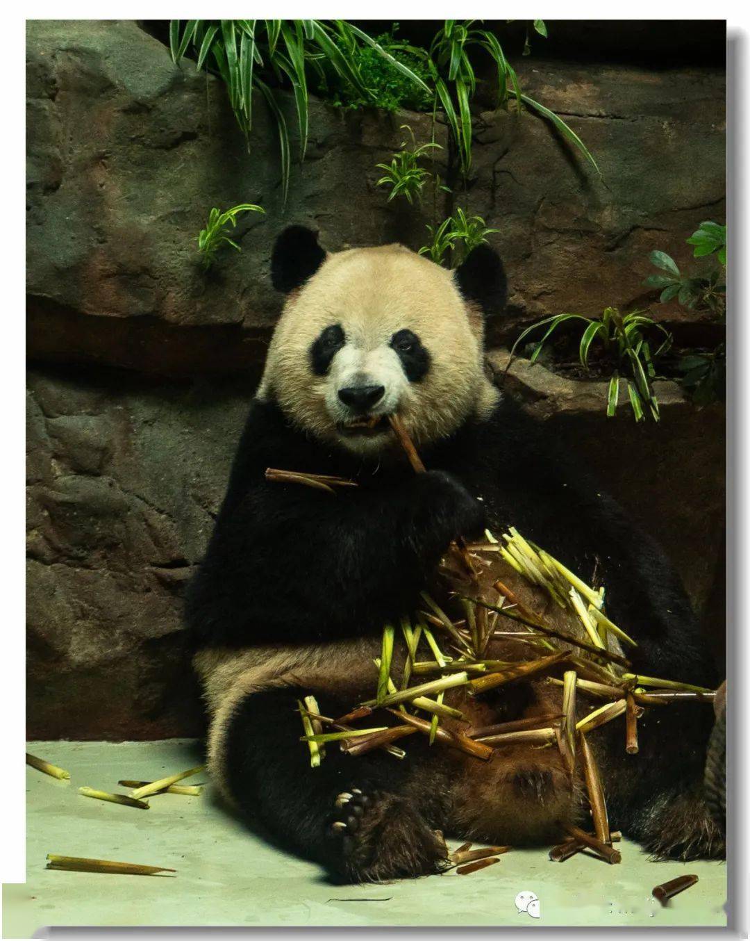 憨态可掬的中华国宝大熊猫四川西部风情之七