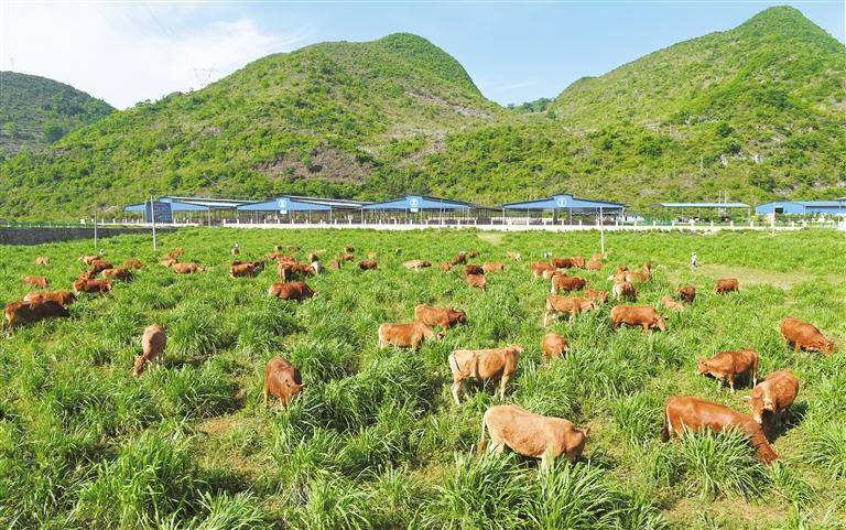 農發行貴州省分行信貸支持關嶺牛產業發展項目.