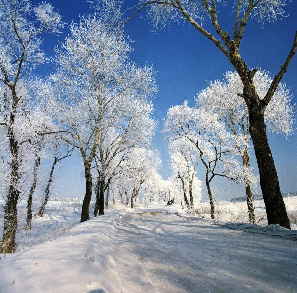 北方冬天雪景图片真实图片