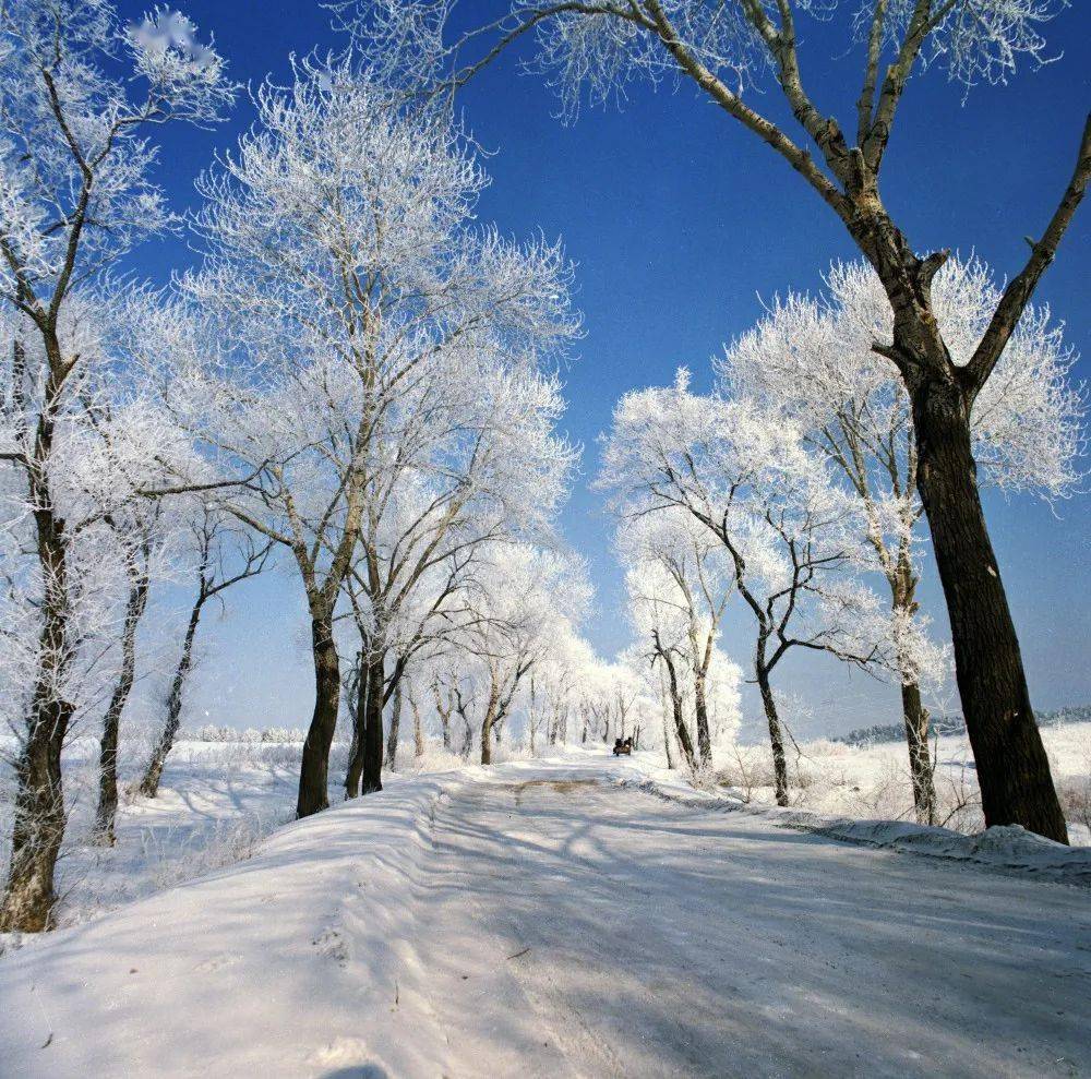 北方冬天雪景照片图片