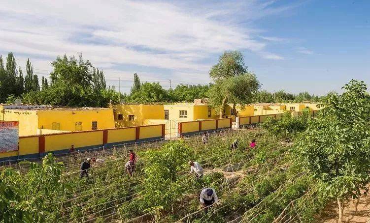 新疆泽普法国梧桐遍布全城还有塔河胡杨林