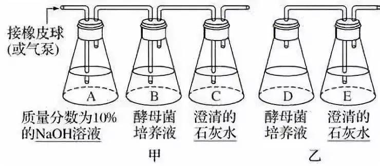 (1)配製酵母菌培養液(酵母菌 葡萄糖溶液).2.實驗步驟1.