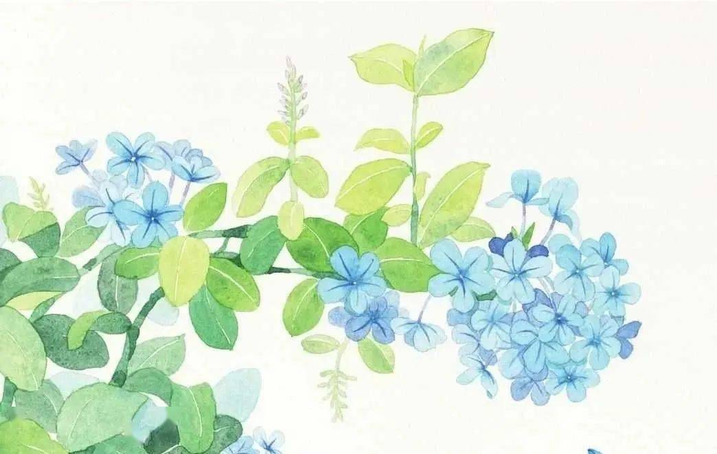 春暖花开的日子,蓝雪花8步水彩画教程_花瓣_颜料_叶子