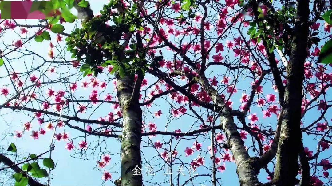“上关花”到底是什么花？这部纪录片带您揭开苍山“金花”的面纱_大理_寻找_洱源县