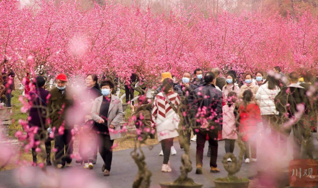 游乐|千亩梅花盛开！这一网红赏花地，今年新增大量停车位、游乐设施