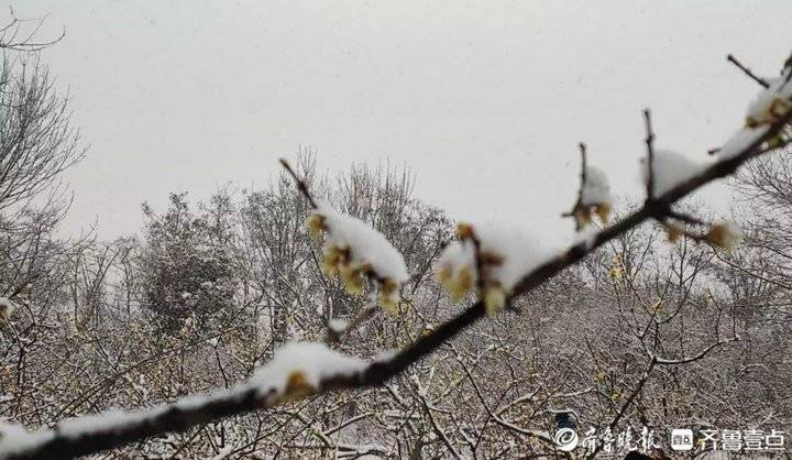 含香吐蕊！济南千佛山公园腊梅花傲立雪中