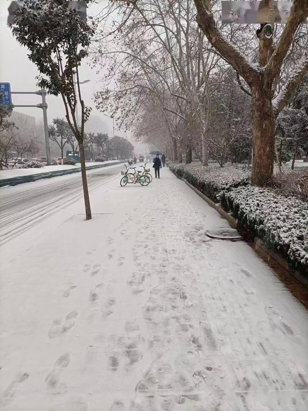 白天下雪图片真实图片