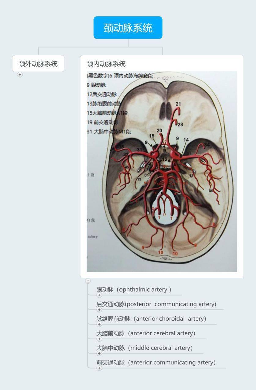 责任血管为脑动脉系统中的颈内动脉系统(前循环)和椎基底动脉系统(后