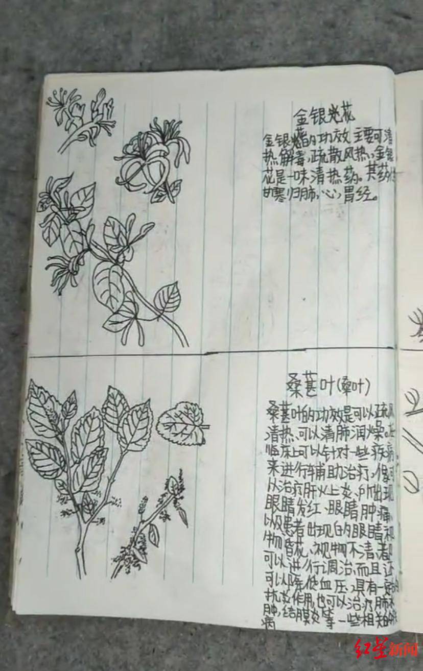 中草药|“我的天才儿子？”13岁儿子期末没考好，父亲从书包里翻出一本手绘中草药图