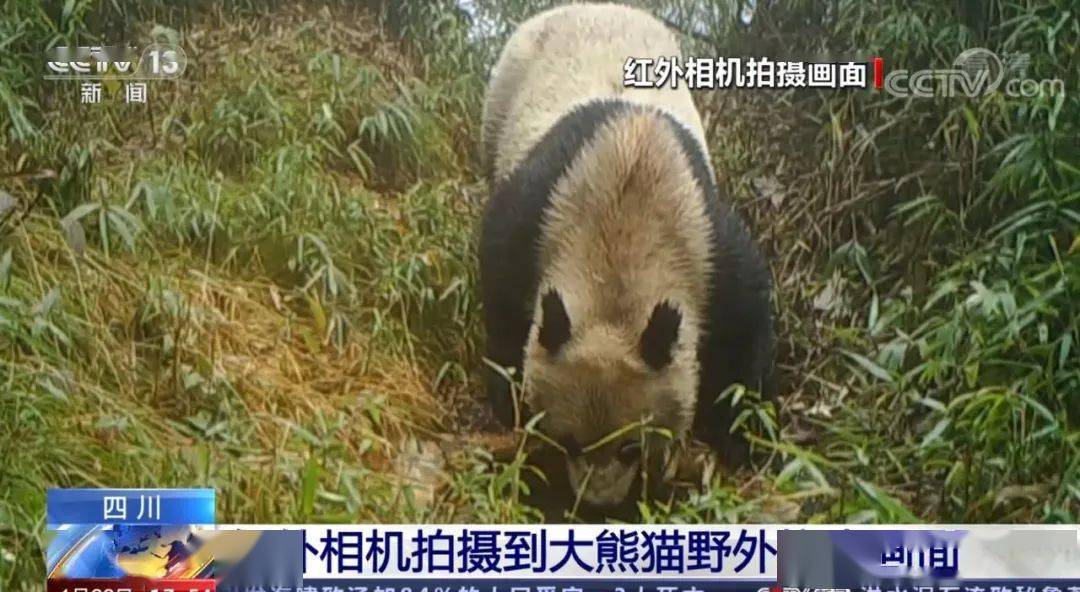 大熊猫|央视集中报道！都江堰红外相机拍摄到大熊猫野外饮水画面！