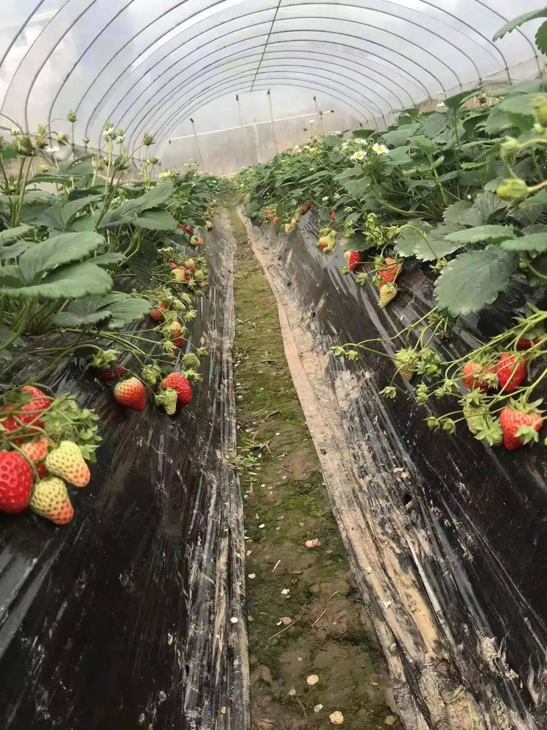 假期游玩好去处,宜宾周边10大草莓采摘地攻略来了!