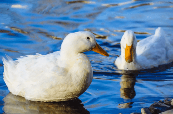 设计 显瘦10斤的羽绒服,百元内无敌!超大白鸭绒,蓬松保暖~