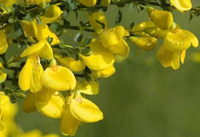 平凡的金雀花，地位曾经显赫……