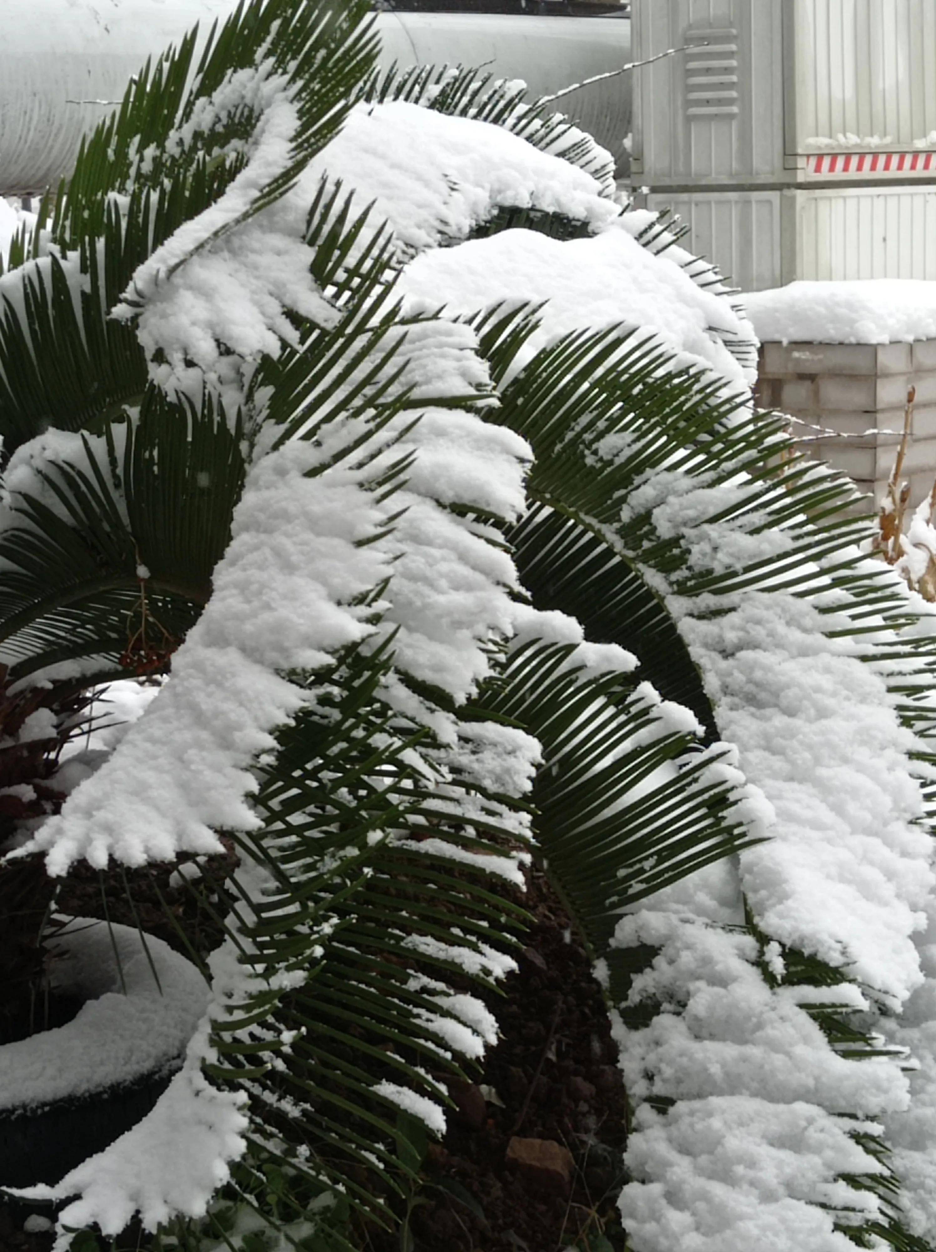 雪花的那个花_手机搜狐网