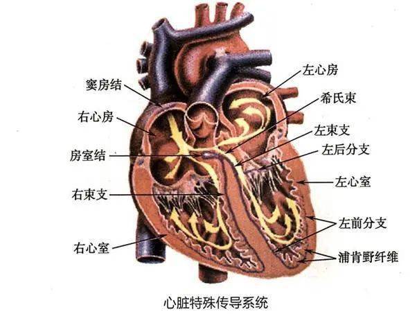 窦房结图解图片