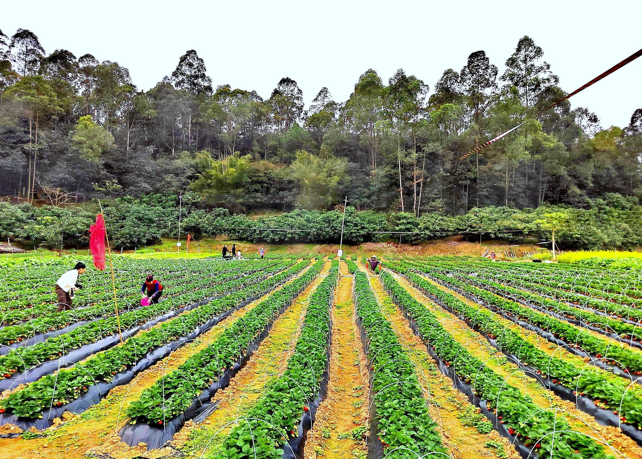 贵阳草莓采摘园图片