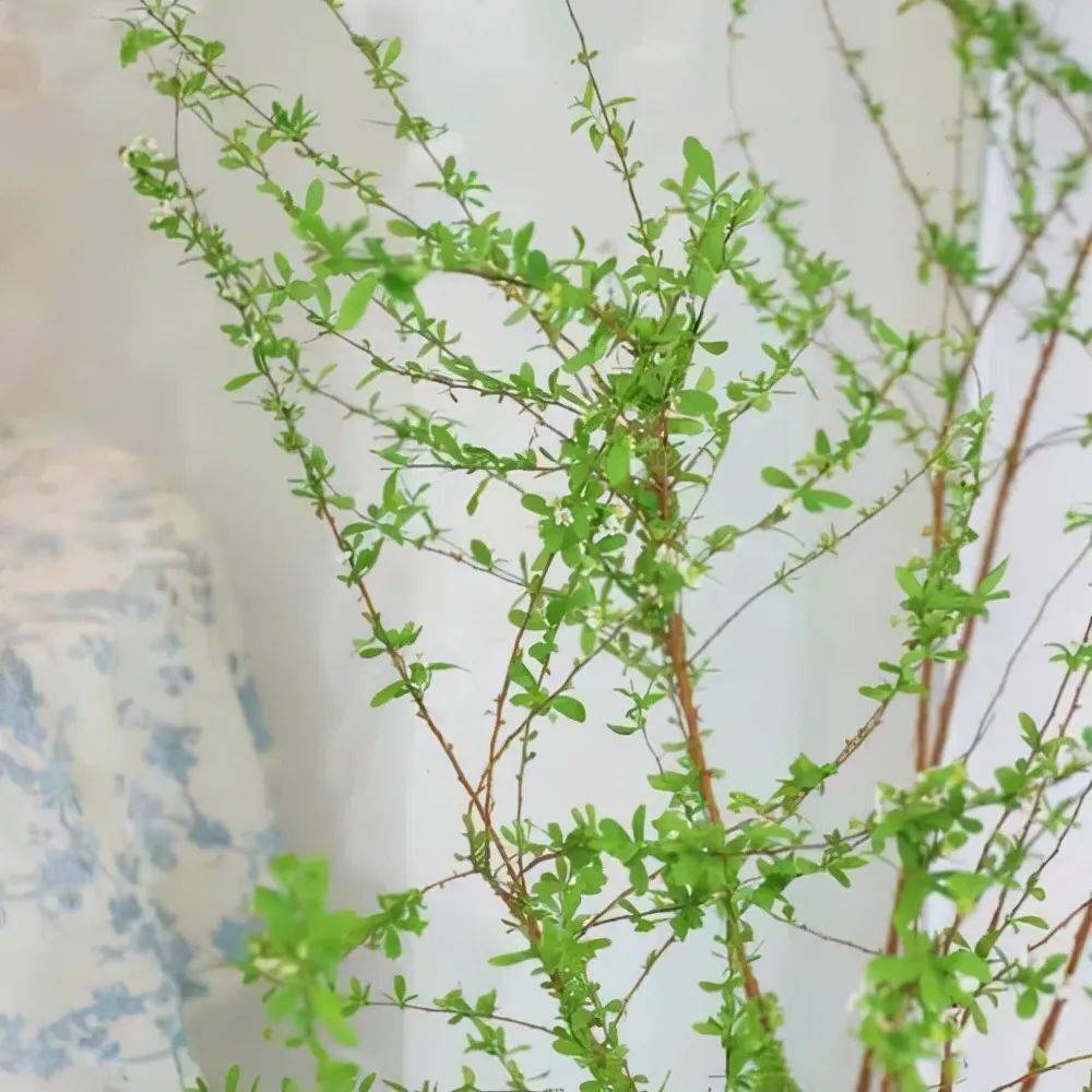 水中的植物有哪一些 884ad6ebe44845e6b15daf76bbf6b822.jpeg
