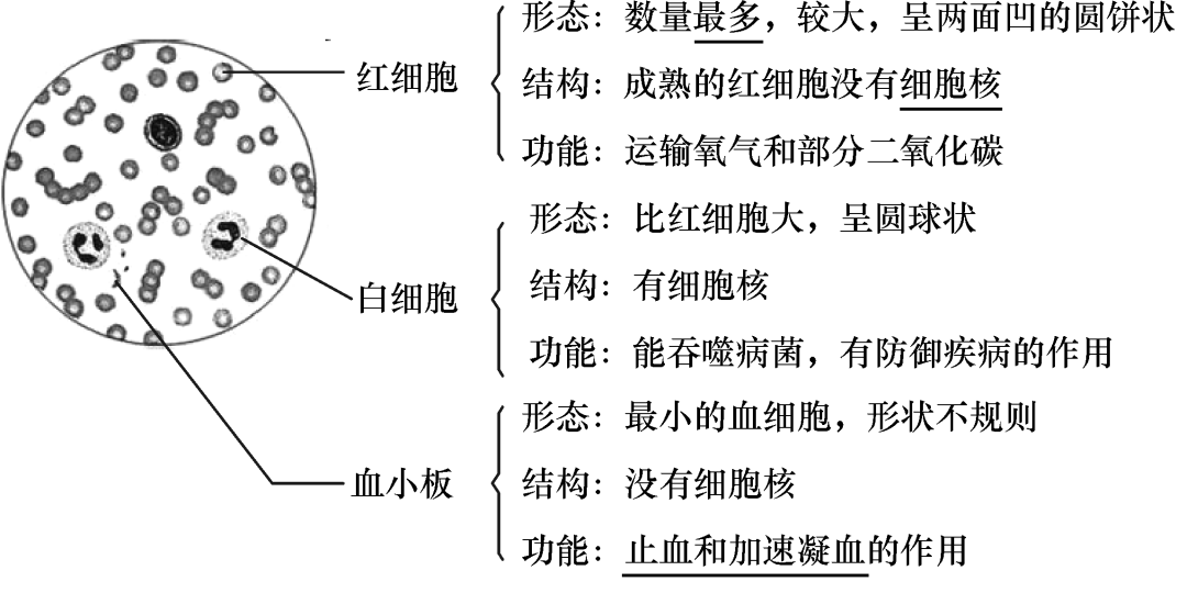 初中生物识图题25个常用结构示意图汇总必考内容抓紧掌握