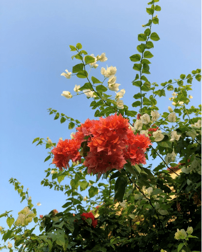 美得|她让陶瓷开花，细节美得无以复加