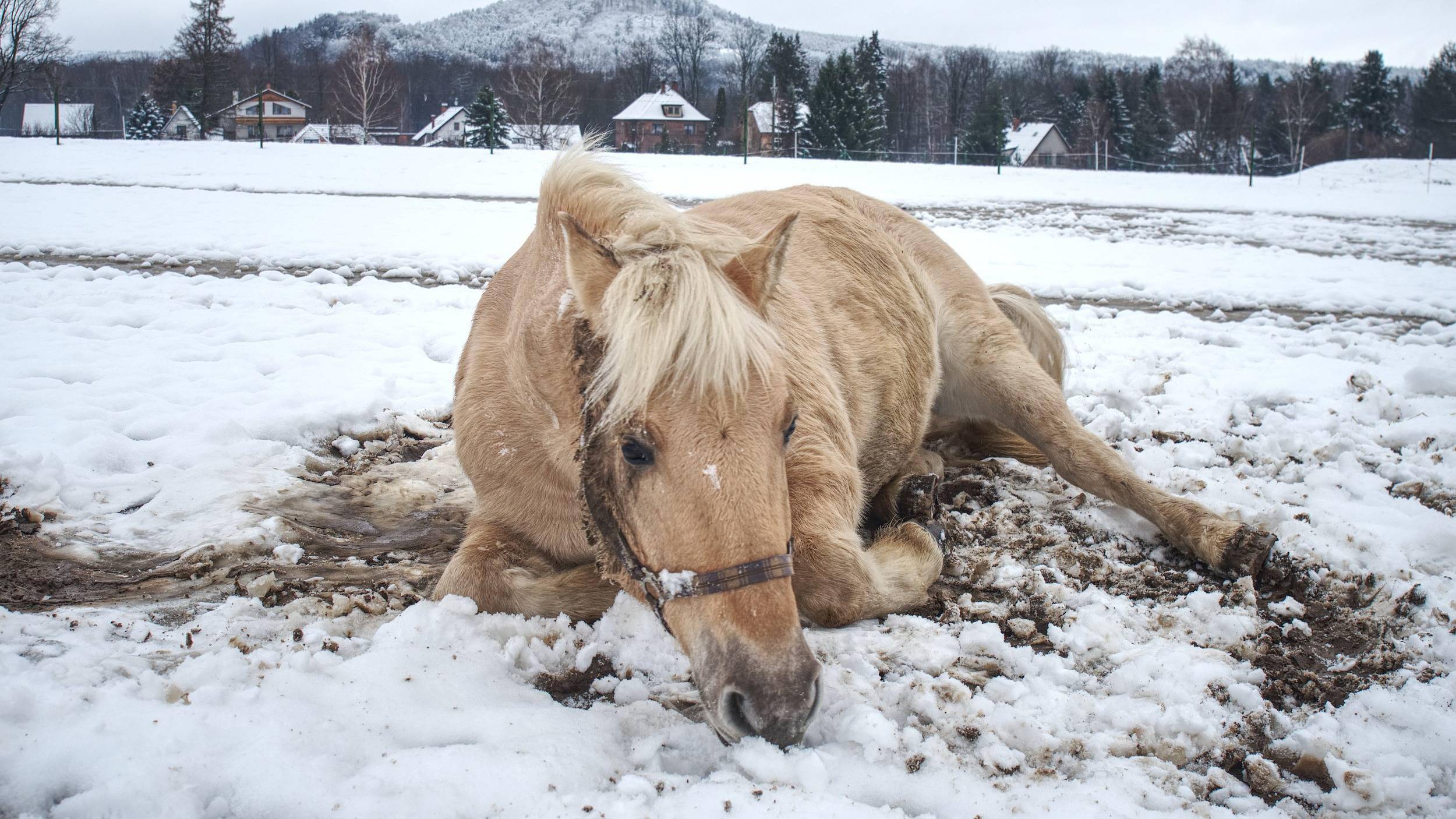 当2000亿大白马突然跌倒_长春高新_金赛药业_金磊