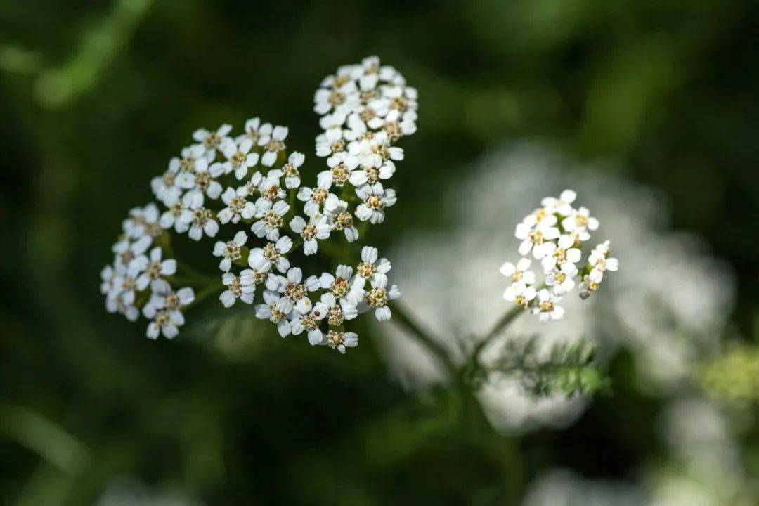 藍色|《鼴鼠的故事》| 影片里的植物世界