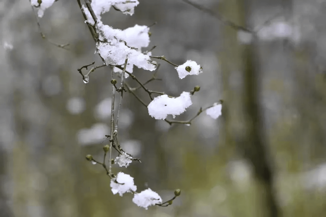 疫情雪后小城，每一帧都美成屏保!