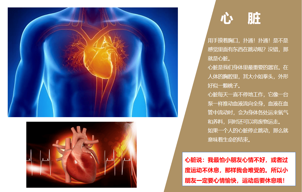 二附集團通師二附了解我們的身體二2班家長進課堂活動