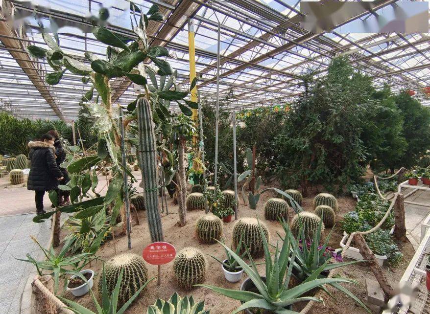 沙漠植物园占地面积2500平方米,种植了100多种,2000多棵各类沙生植物