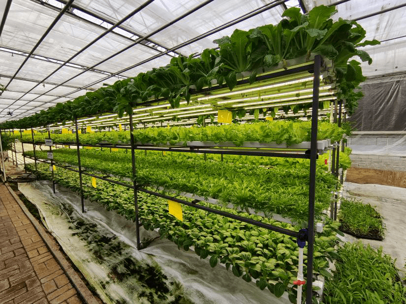 只"喝"营养液就能茁壮成长;蔬菜不只在地面种一层,还可以立体分层种植