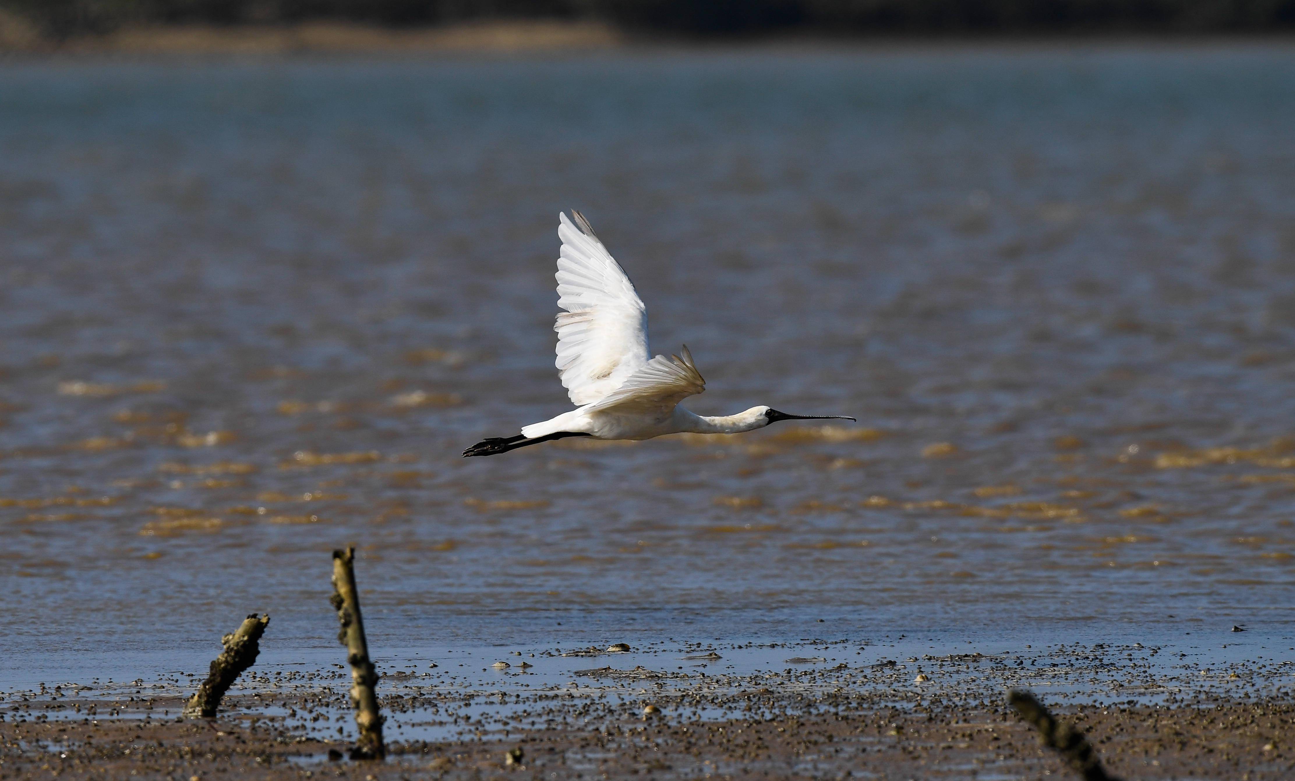 黑脸琵鹭来琼数量创新高_海南_调查_新华社