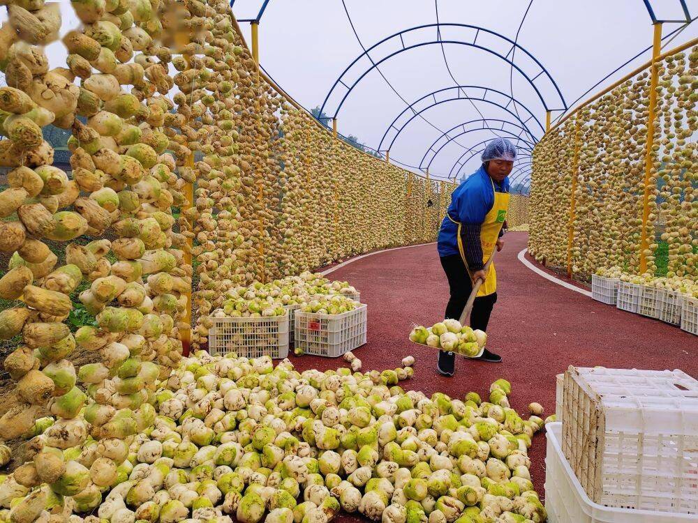 自贡:寒冬乡村好"丰"景_大头菜_柑橘_羊肚菌