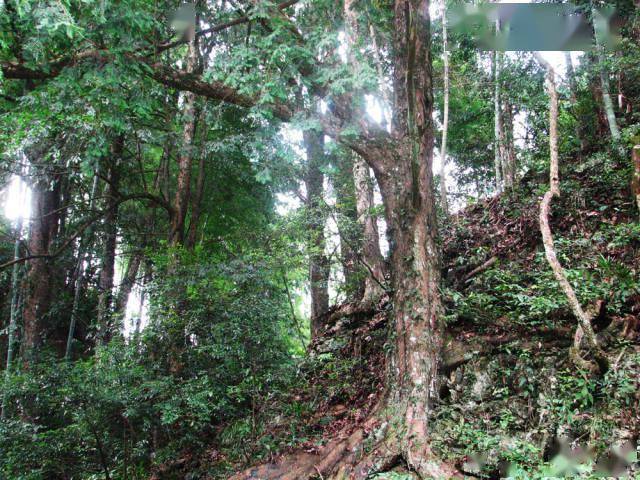 珍稀植物園在下莊坑的南面山上,園內紅豆杉,柳杉,豹皮樟,樹參,水紫木