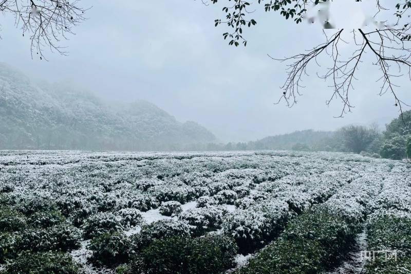 雪景|下雪了！杭州西湖景区美如画