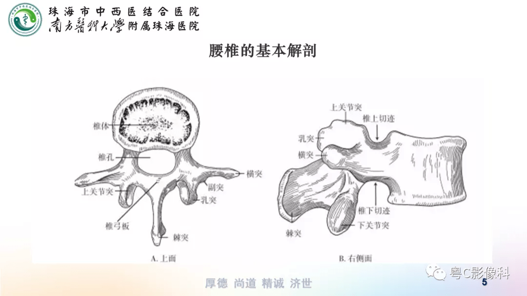 腰椎侧面观手绘图图片